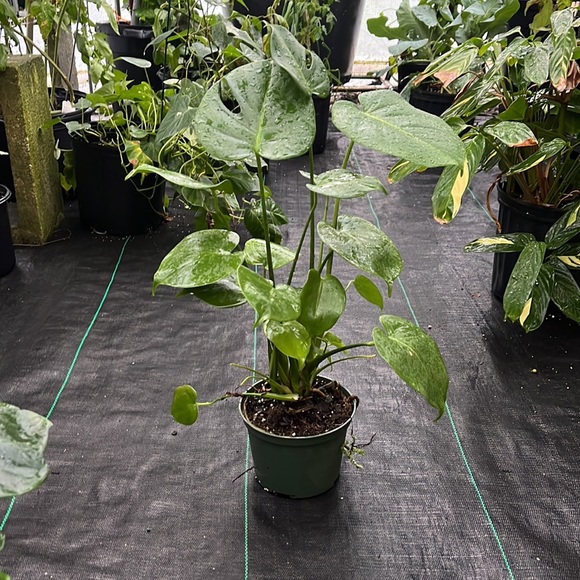 Monstera is in a 1 gallon🪴💥 - Picture 3 of 4